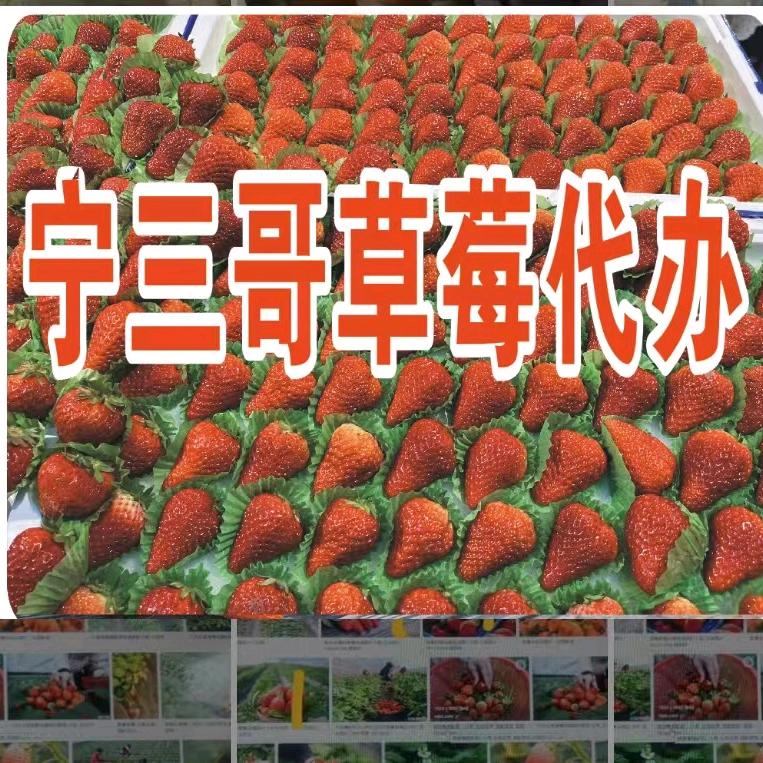 宁三哥