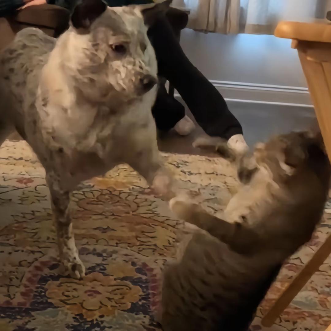 陆森（魔音订房人）