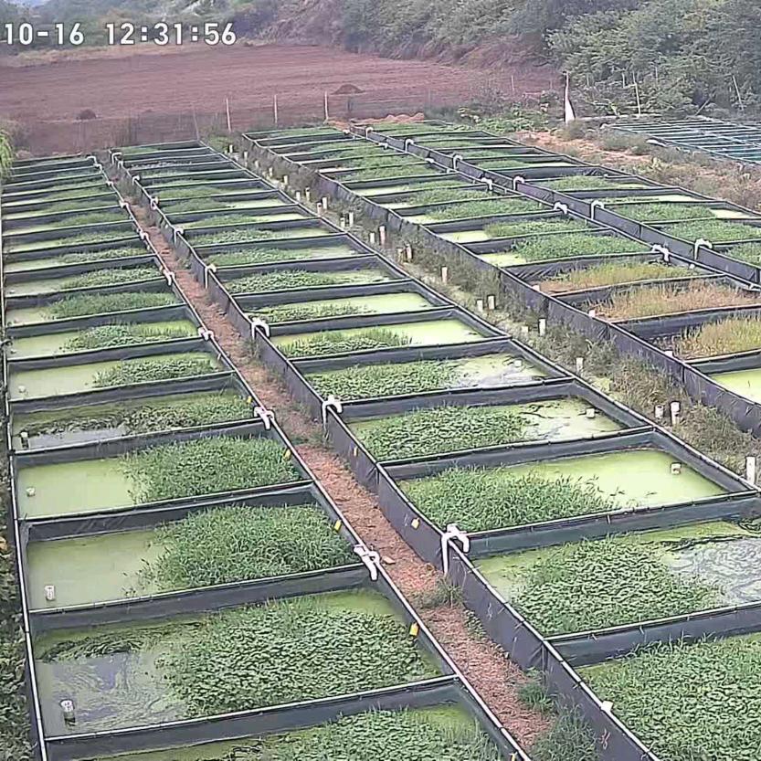 鱼乐生活，黄鳝