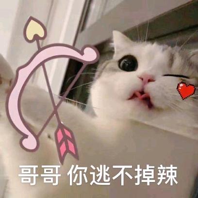 猫猫爱你