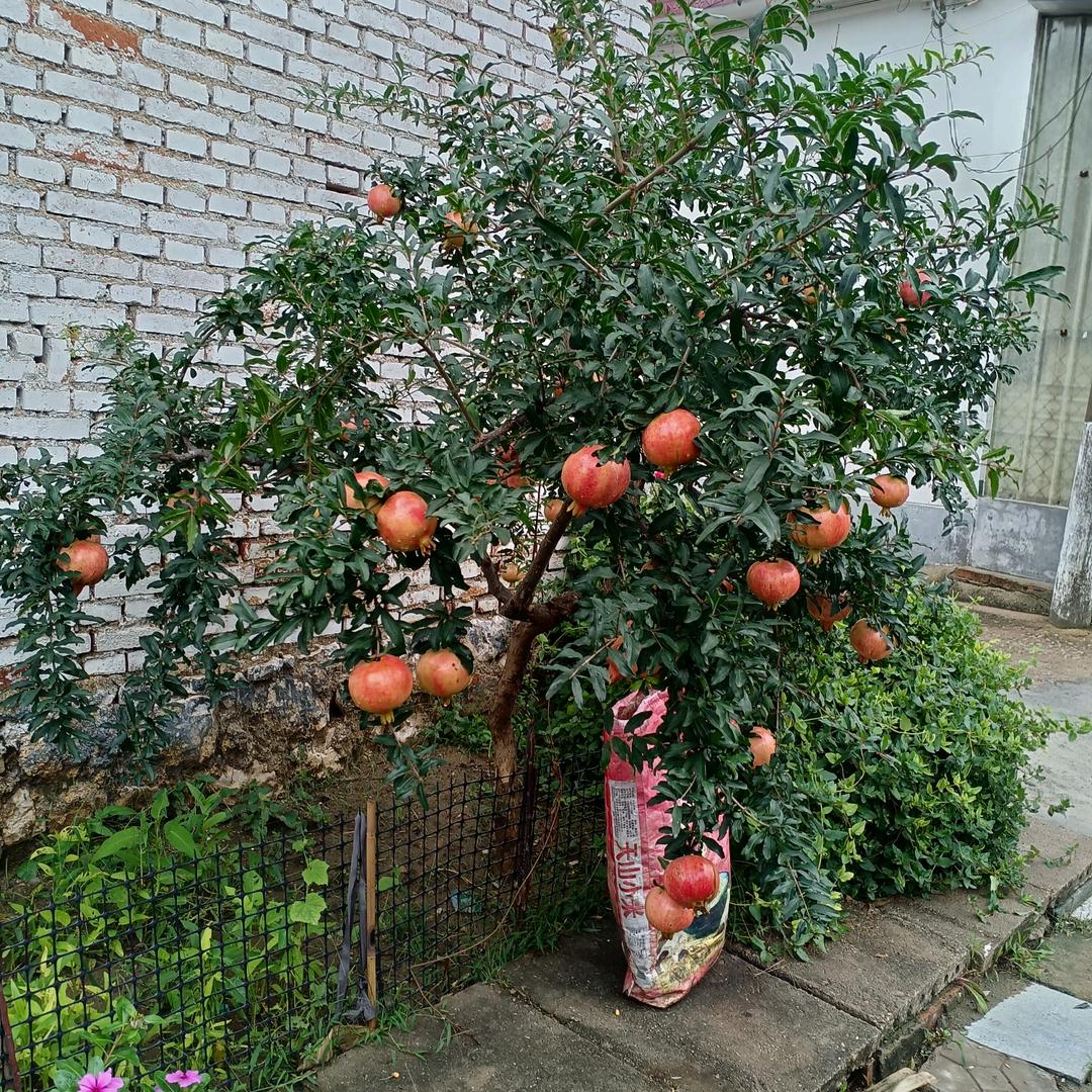 光东苗木专营店