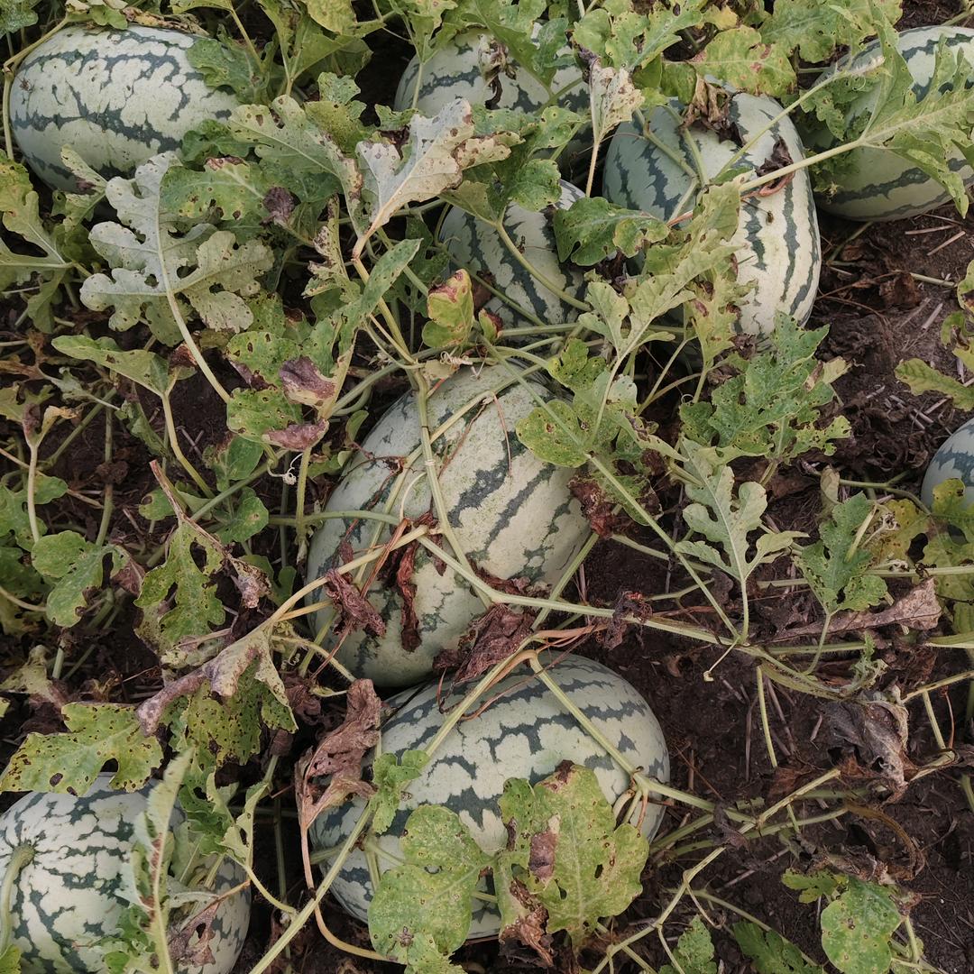 小曹西瓜种植基地