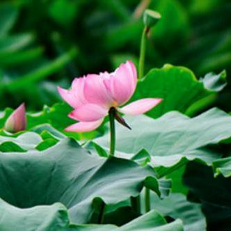 丽云好物 花开富贵