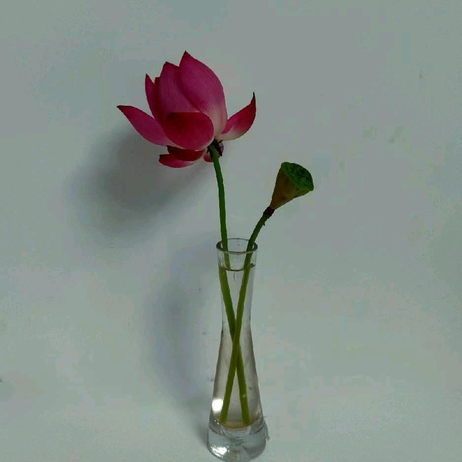 平和花卉(国兰)