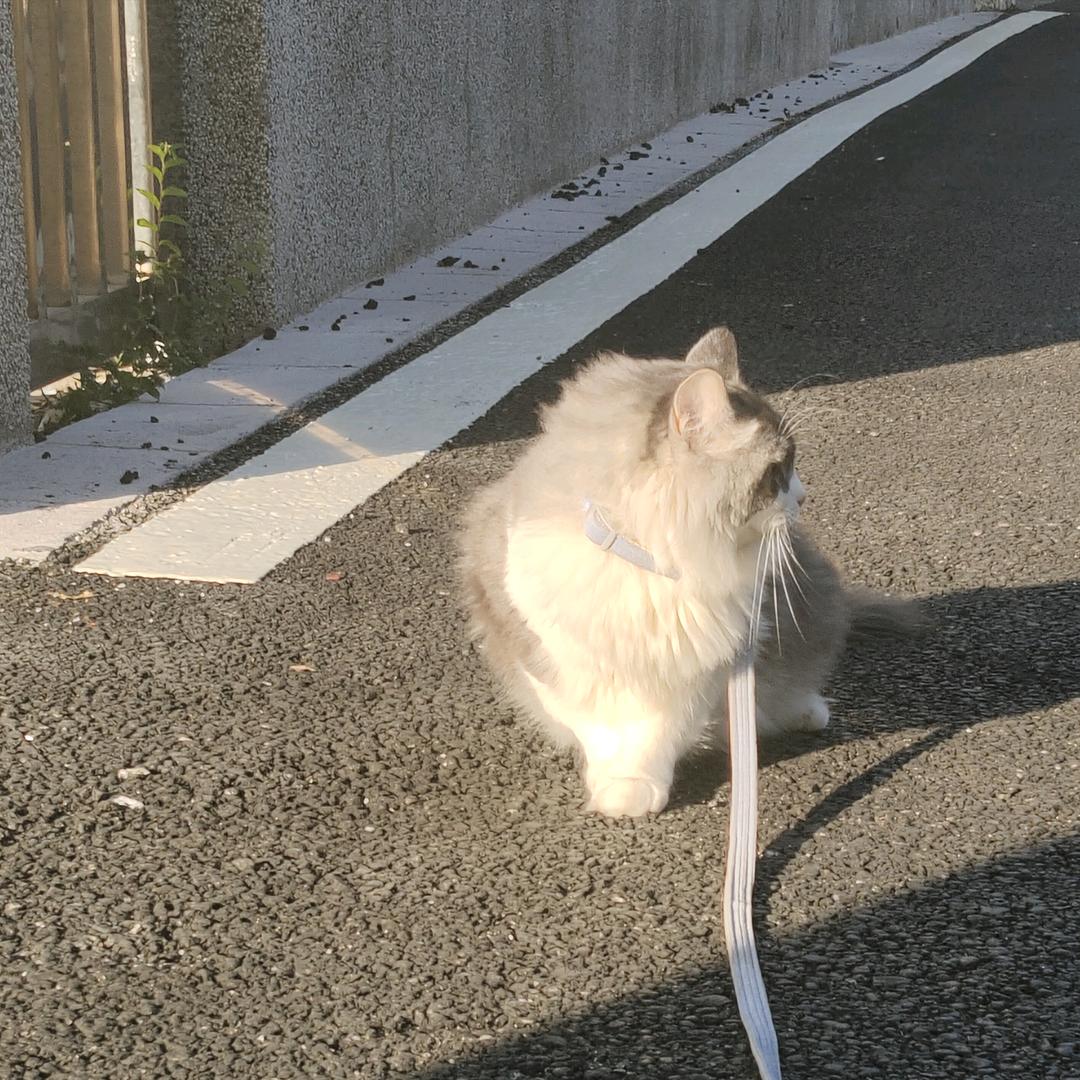 汤圆大王万岁