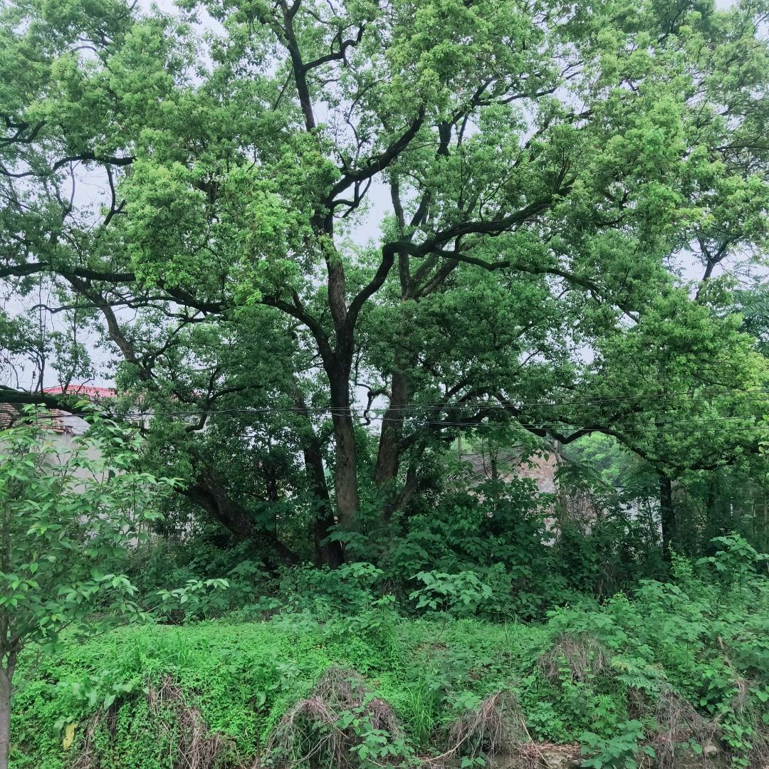 光头哥（农家小院）