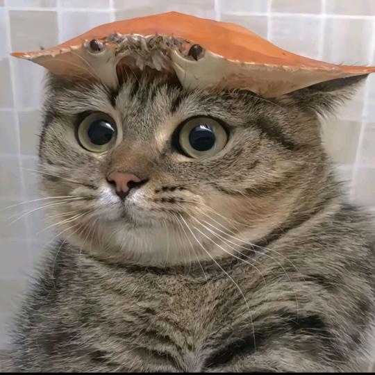 秋风清、