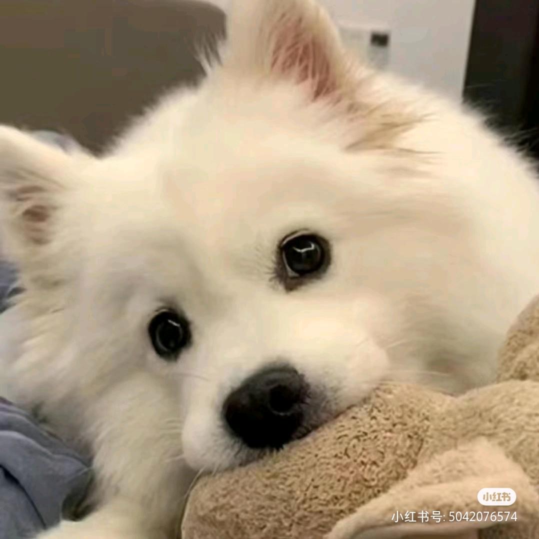 石榴里面没石粒