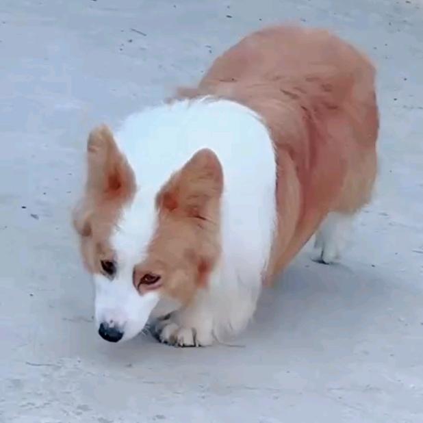 蒋桥犬舍