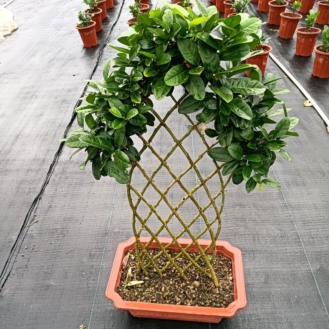 夺帅旭森果树苗木专卖店