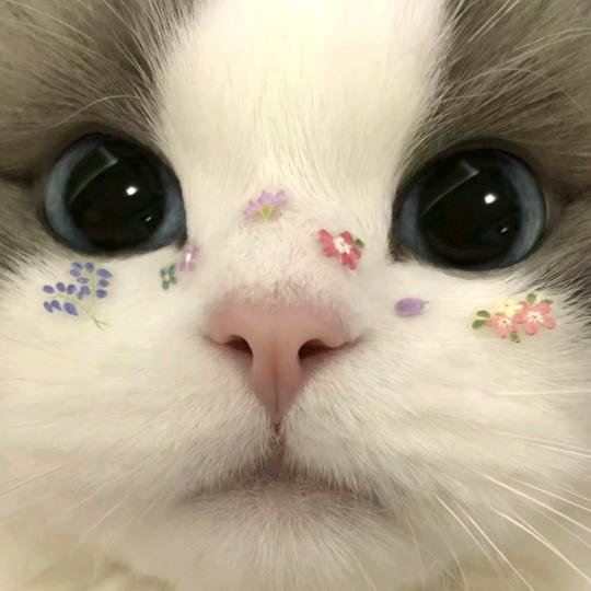 ✧十一`