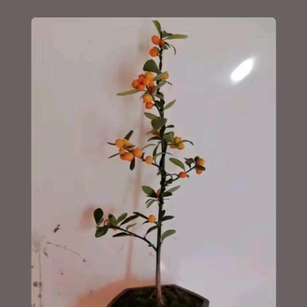 梅开五福（无根水）