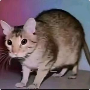 你揪我尾巴做什么？✨✨