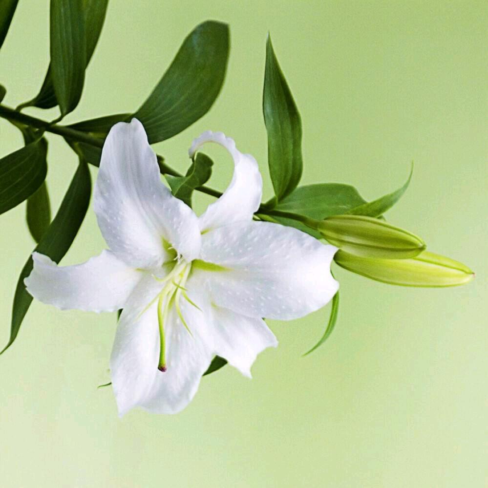 👉犹怜草木青👈