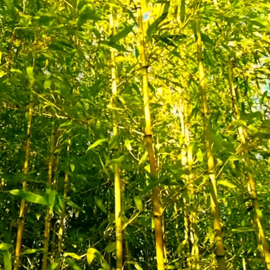 南国烟雨