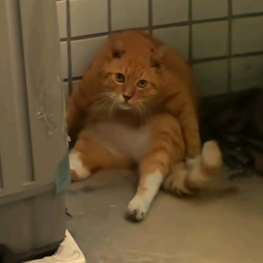 总被勇者骗出来杀