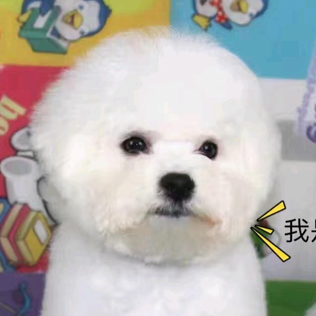 这个世界不能没有小狗