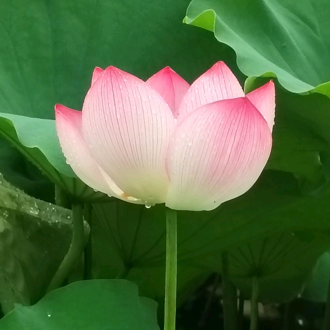 不在打扰《祝你幸福》