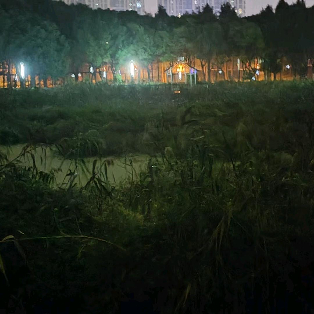 迷茫爱吃香菜头像