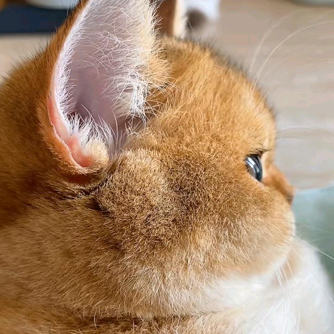 齐丹🧚‍♀️