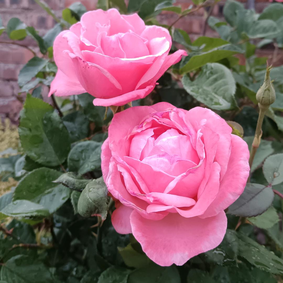 💞ꦽ始於初見ꦿꦼ࿆⁵₂ᐤ