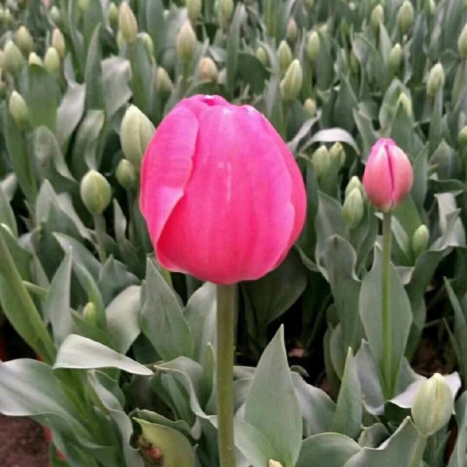 不爱吃芫荽她妈