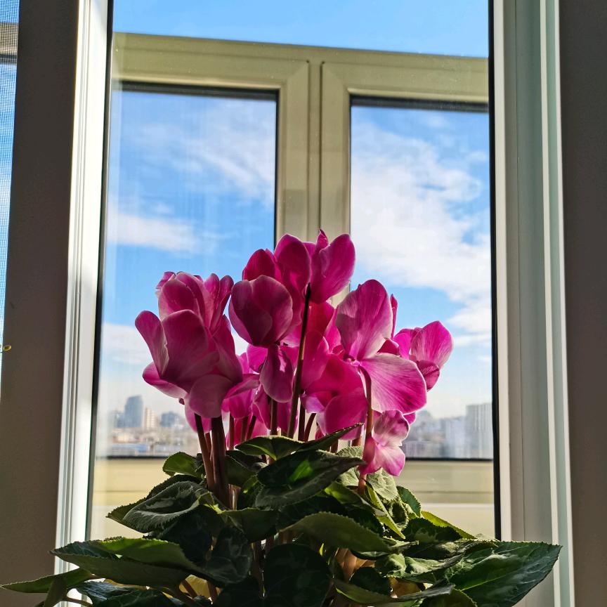 安逸的lily