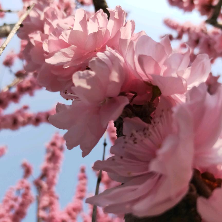 一枝独秀