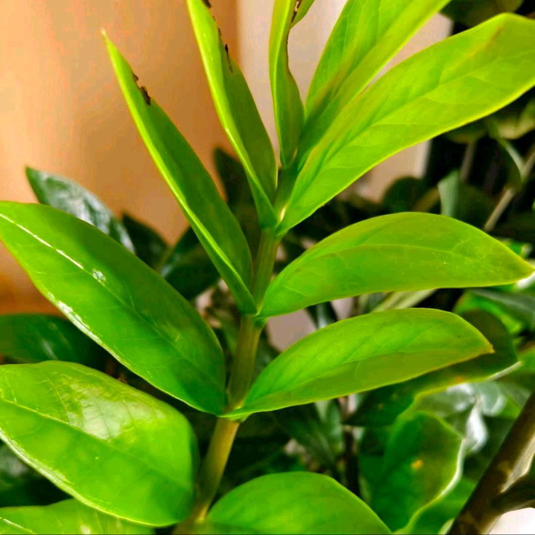 青苹果🍏❤️⁵¹⁵