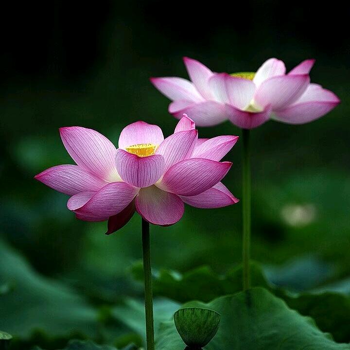 ❄️🦚🌾心🍎态🥀🌺🌲