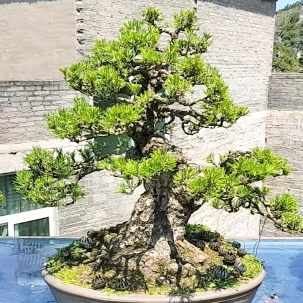 织金罗成举盆景园艺店