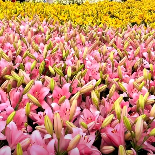 专业打水井老井加深