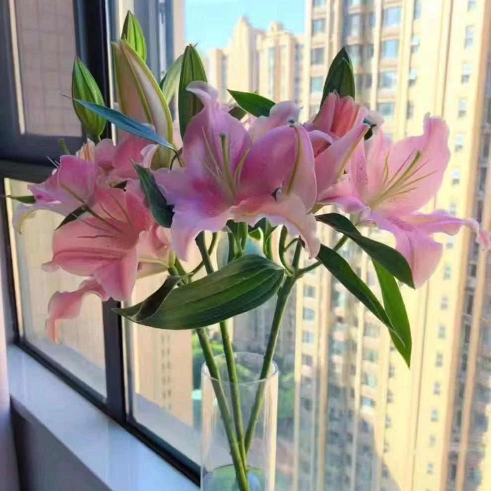 🌸🌸🌸🌸🌸
