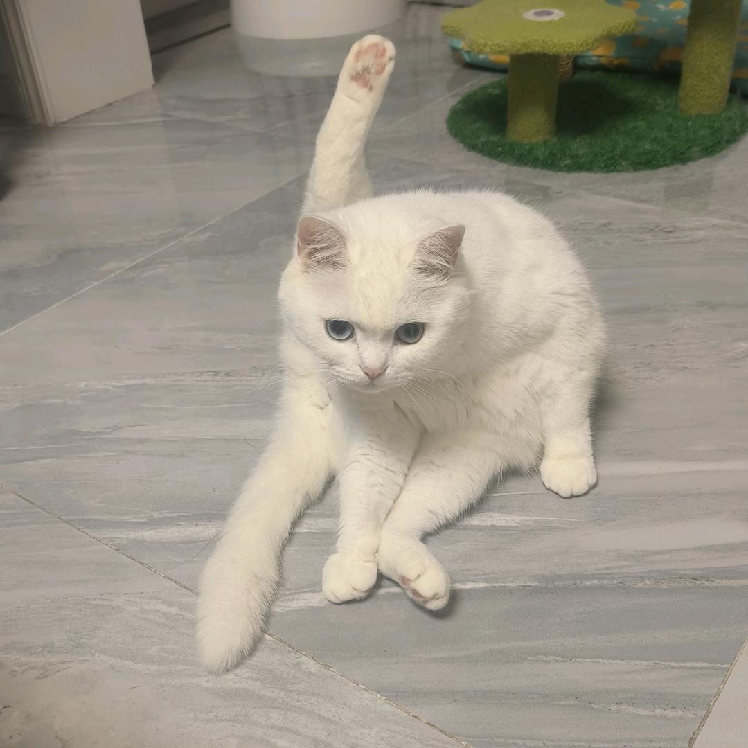 我家猫十斤
