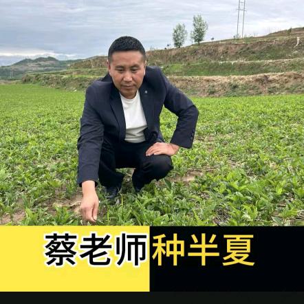 蔡老师聊半夏