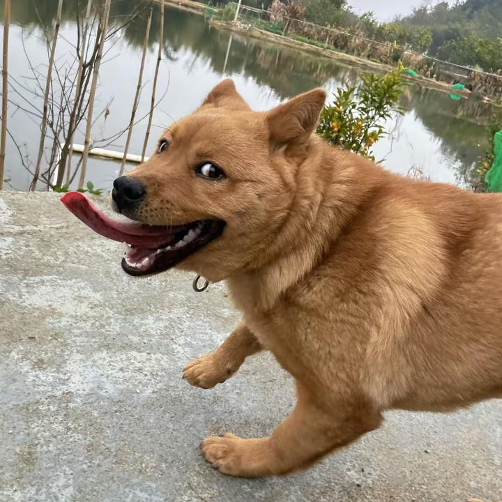 霸道炒年糕爱上娇弱辣鸡爪