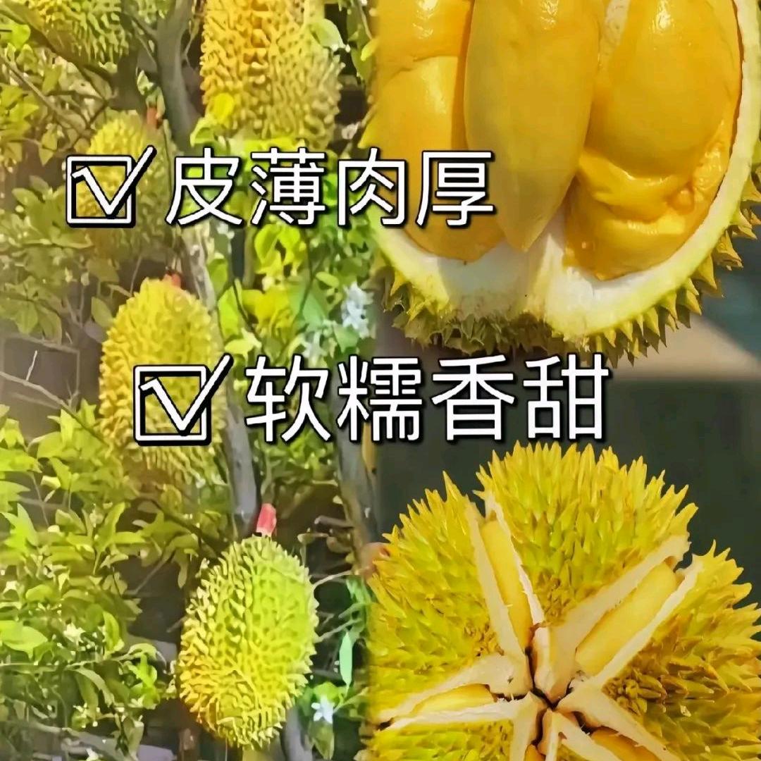 🌹🌹木🌹🌹森🌹🌹