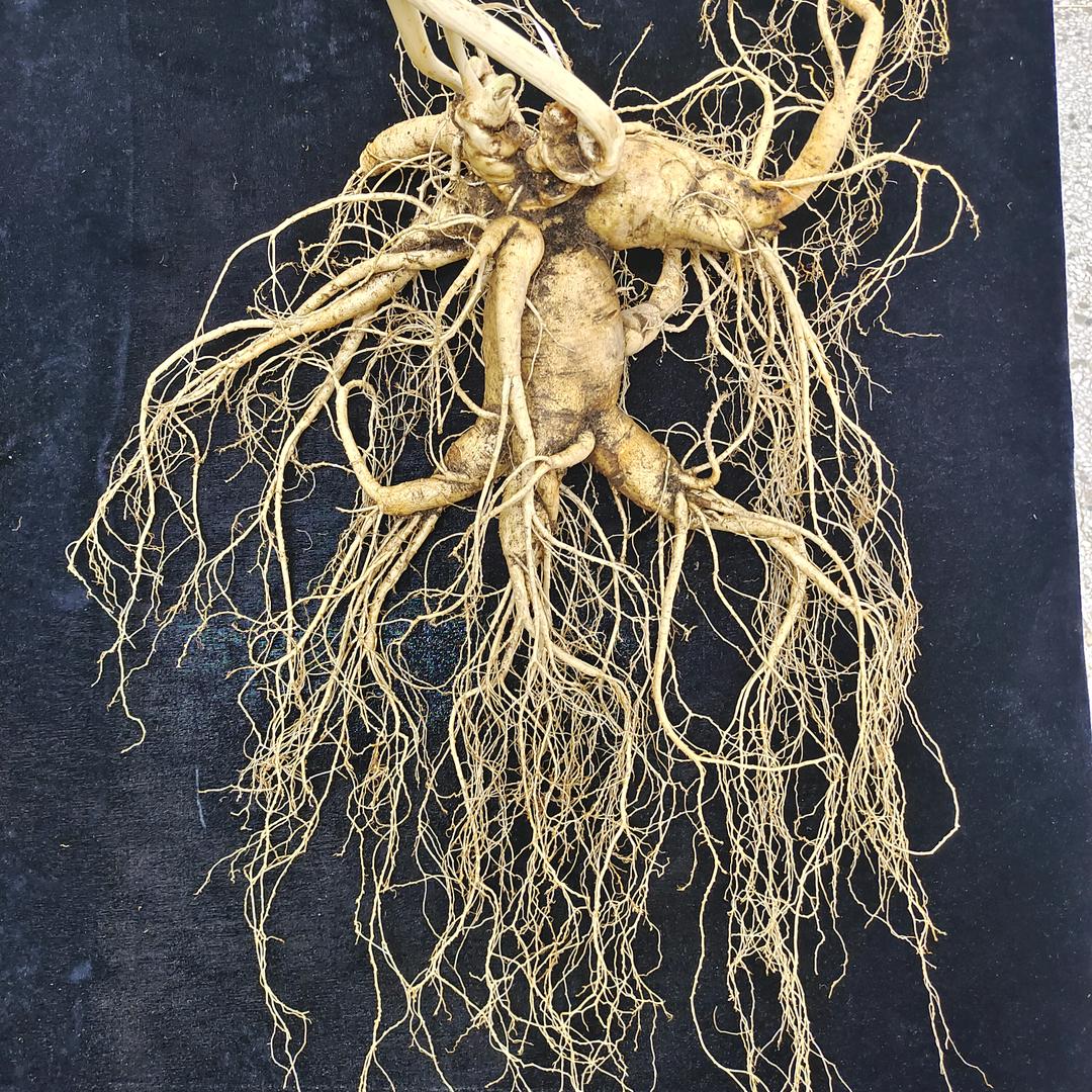 杨贵妃东北特产②