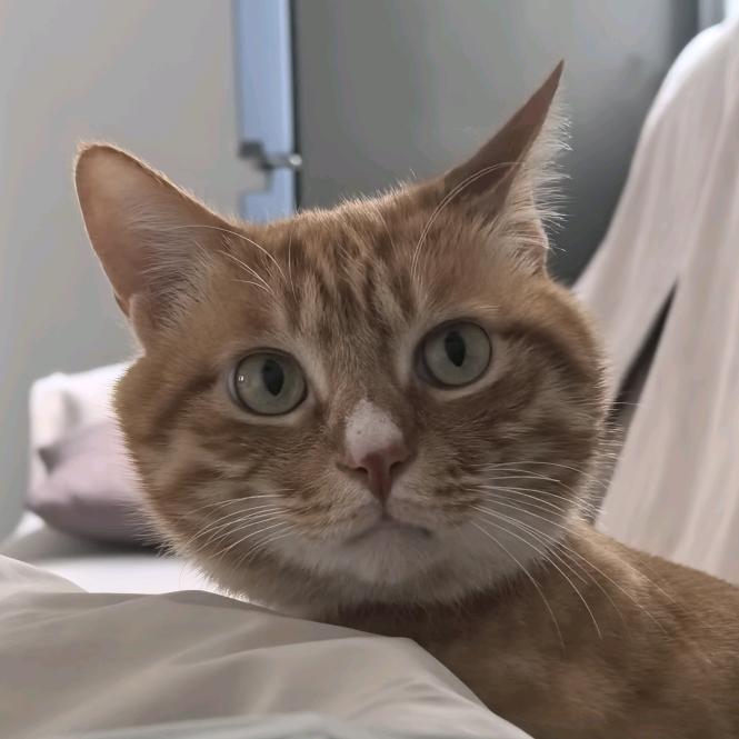 黄总是个🐈
