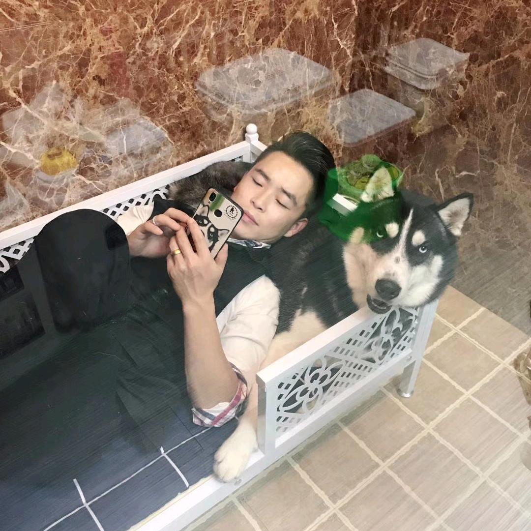 猫狗总管朱小二