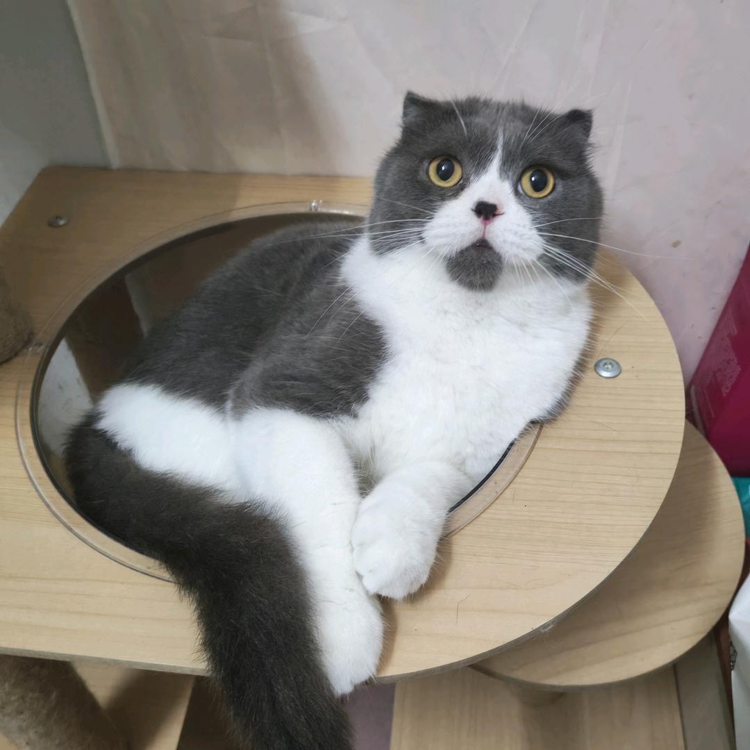 猫咪之家