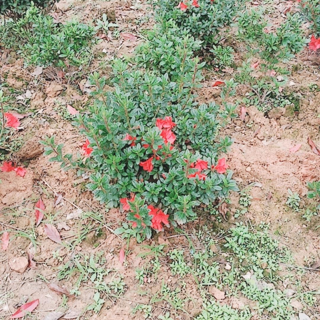 浏阳市柏加镇峻轩苗圃