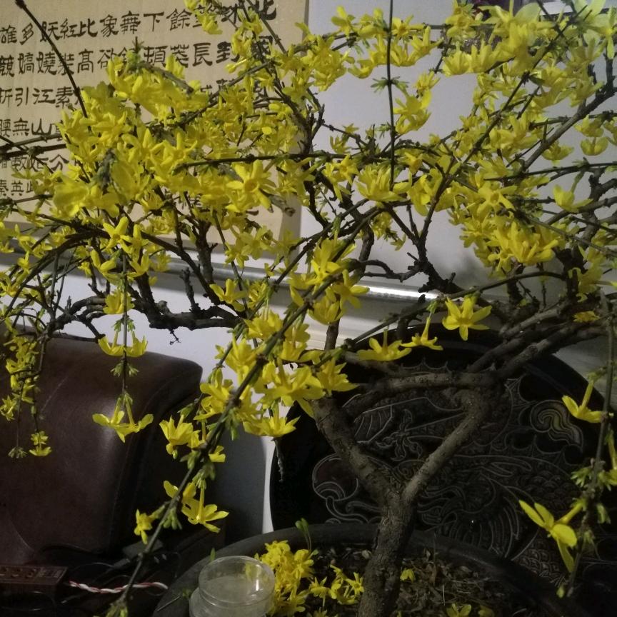 中药材纯天然食物