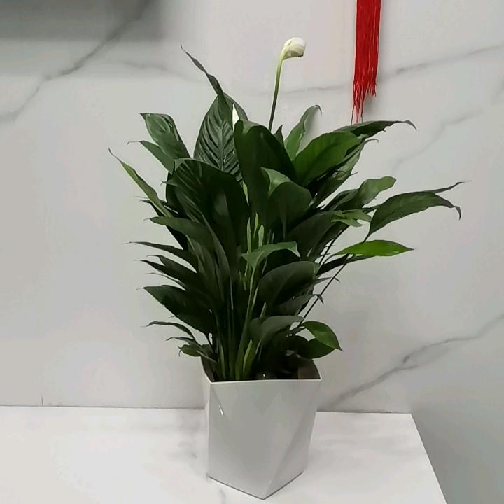 🌈🌺燕儿🦋🌟