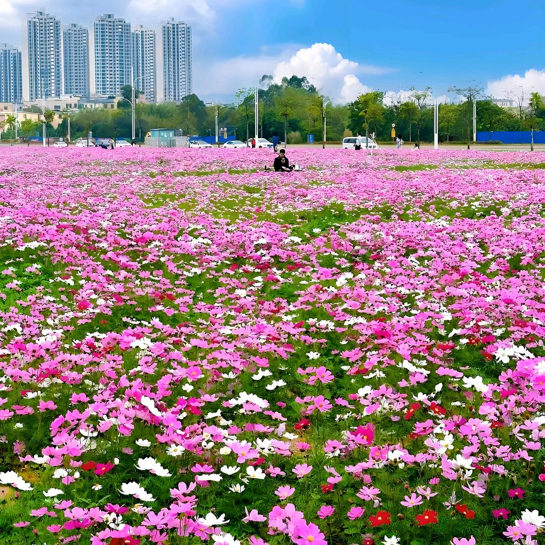 山花苗景