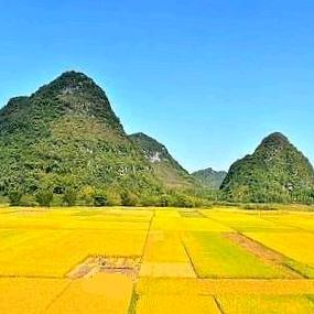 菜 根 谭