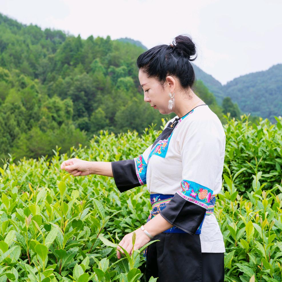 吕洞山黄金茶菇