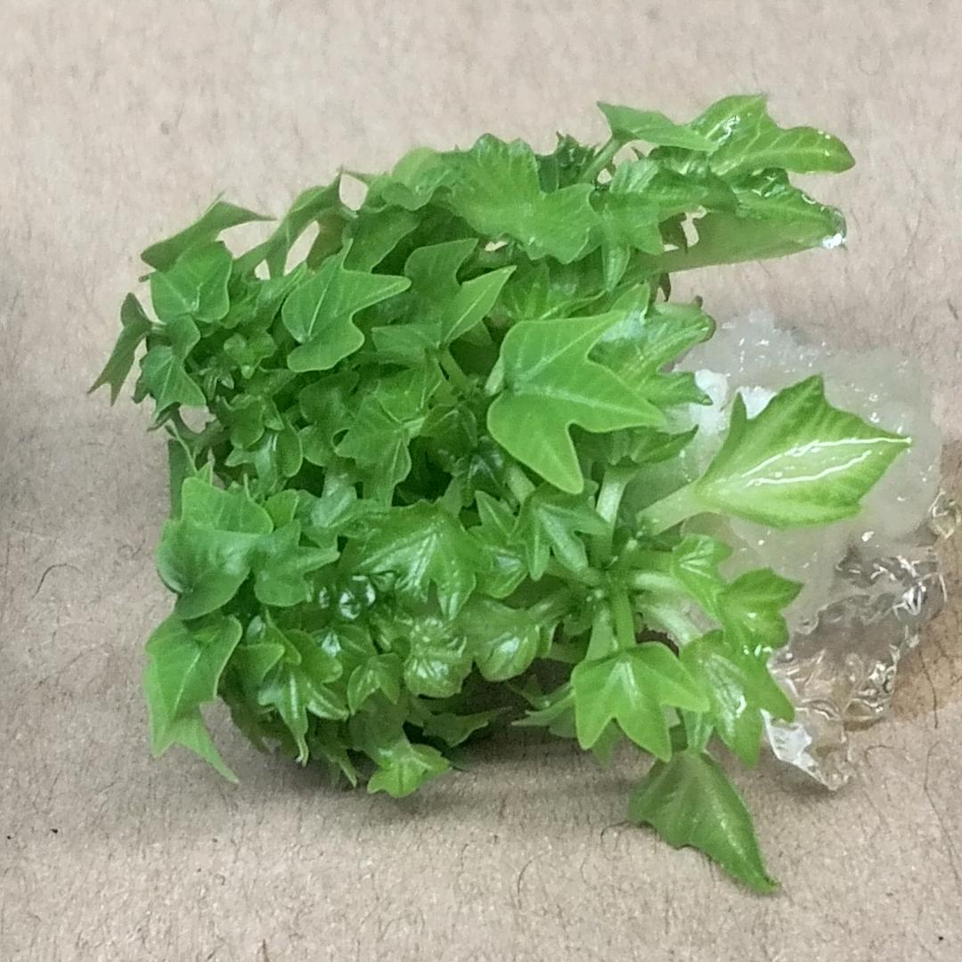 植物组培研究院