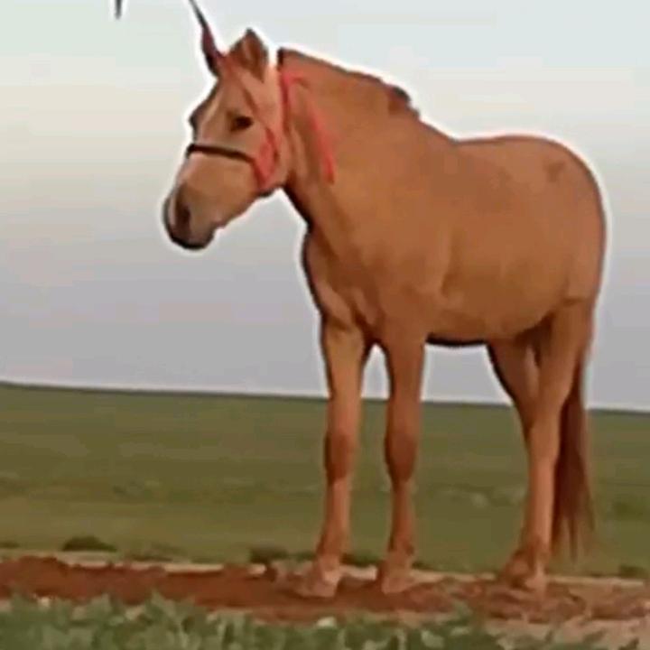 🐎🐎