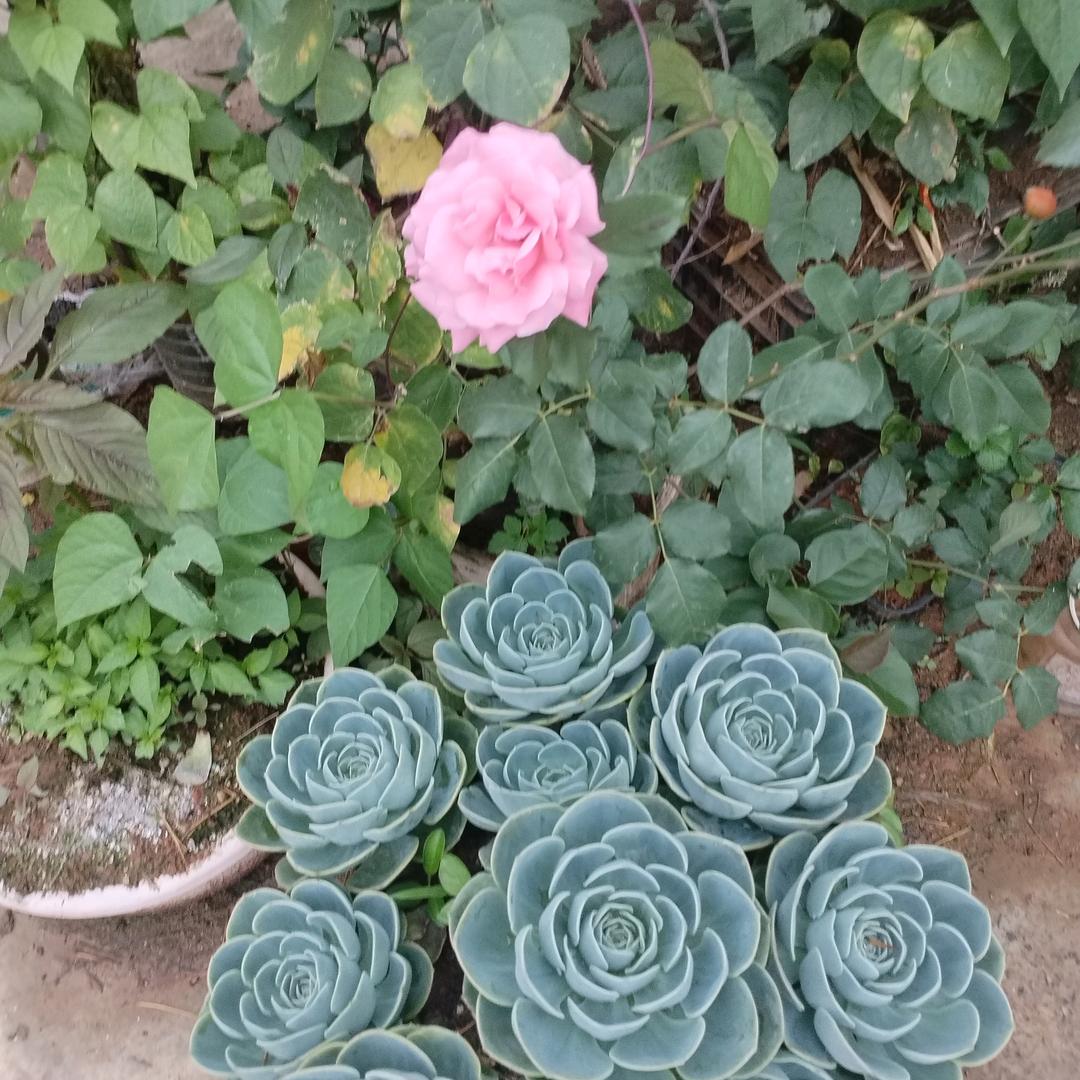 用户3190219366752春天的清香